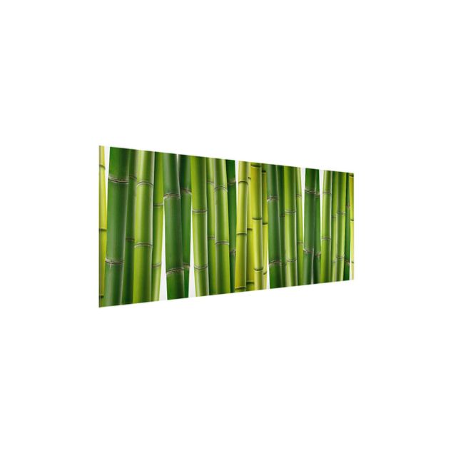 Bilder auf Glas Bambuspflanzen