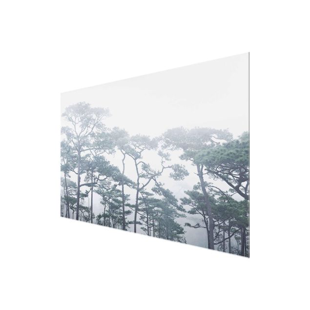 Glasbilder Baumkronen im Nebel