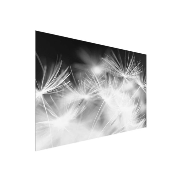 Glasbild Natur Bewegte Pusteblumen Nahaufnahme auf schwarzem Hintergrund
