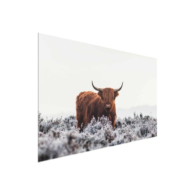 Schöne Wandbilder Bison in den Highlands