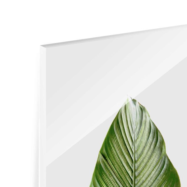Glasbild - Blatt Calathea-ornata 01 - Panel