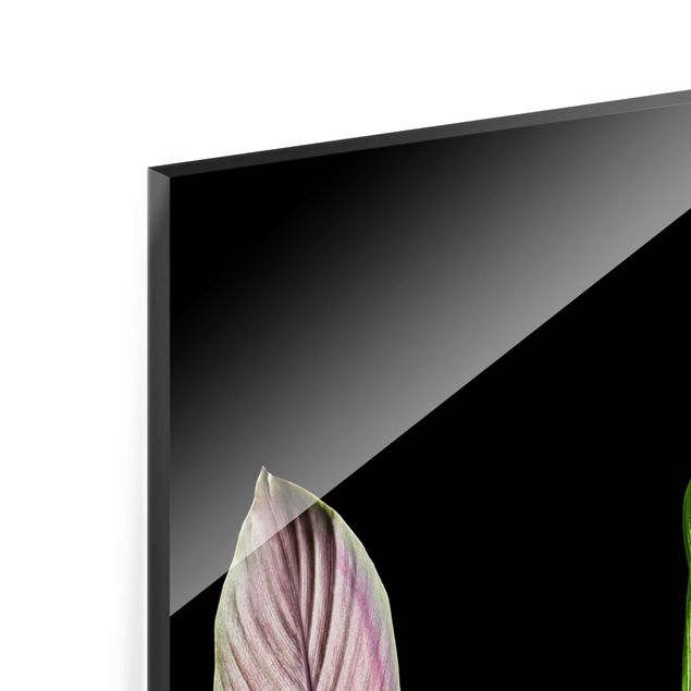 Glasbild - Blatt Calathea-ornata auf Schwarz 02 - Panel