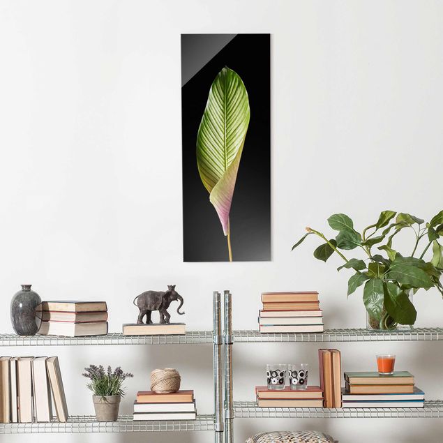 Glasbilder Pflanzen Blatt Calathea-ornata auf Schwarz 03