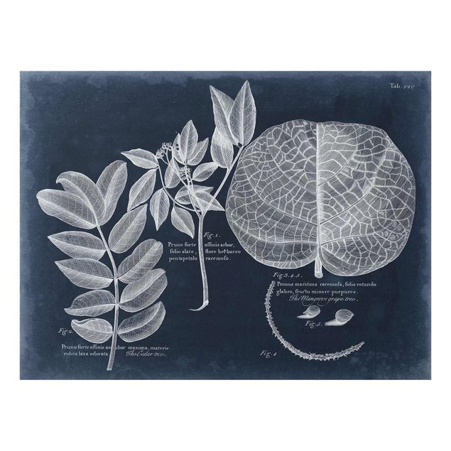Bilder auf Glas Blattwerk Dunkelblau - Mangrove