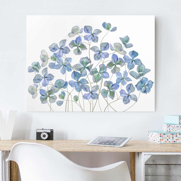 Wandbilder Glas XXL Blaue Hortensienblüten