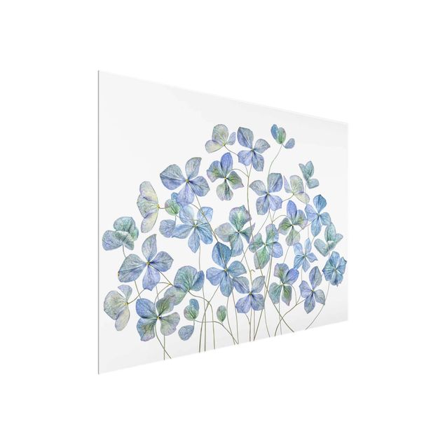 Bilder für die Wand Blaue Hortensienblüten
