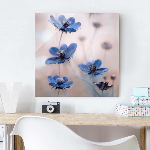 Glasbild Blumen Blaue Kosmeen