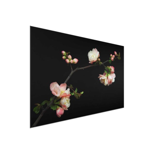 Wandbilder Blütenzweig Apfelbaum