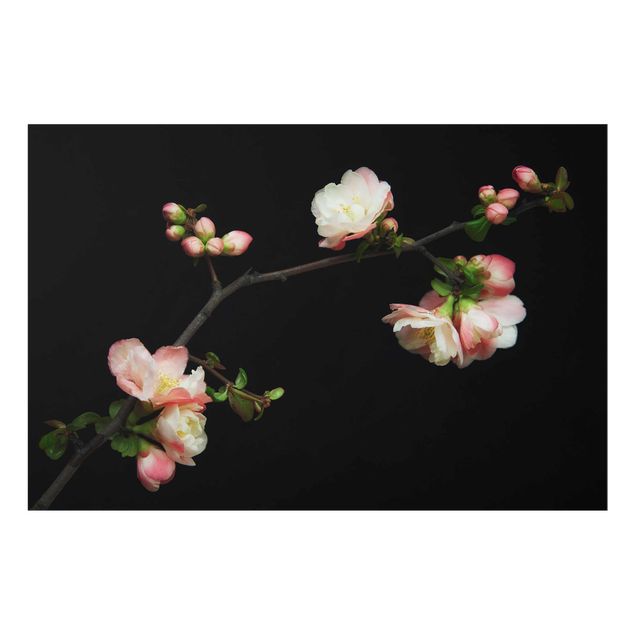 Glasbilder Blütenzweig Apfelbaum