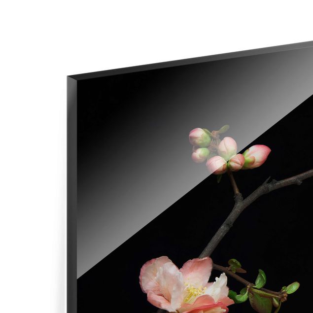 Glasbild - Blütenzweig Apfelbaum - Querformat 3:2