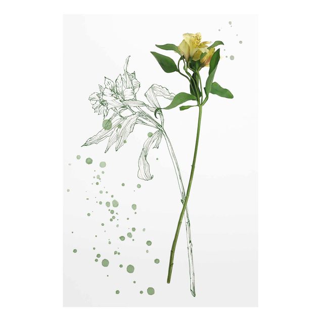 Glasbilder Botanisches Aquarell - Lilie