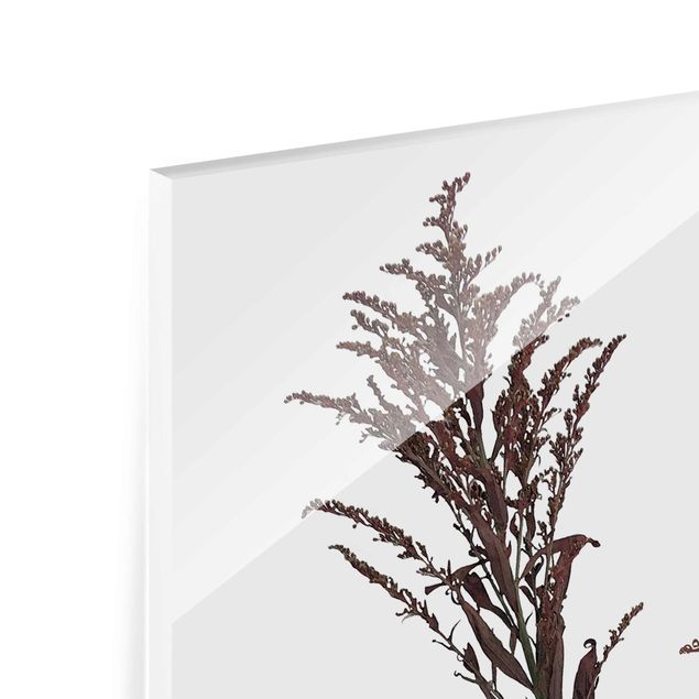 Glasbild - Botanisches Aquarell - Schwingelschilf - Hochformat 3:2