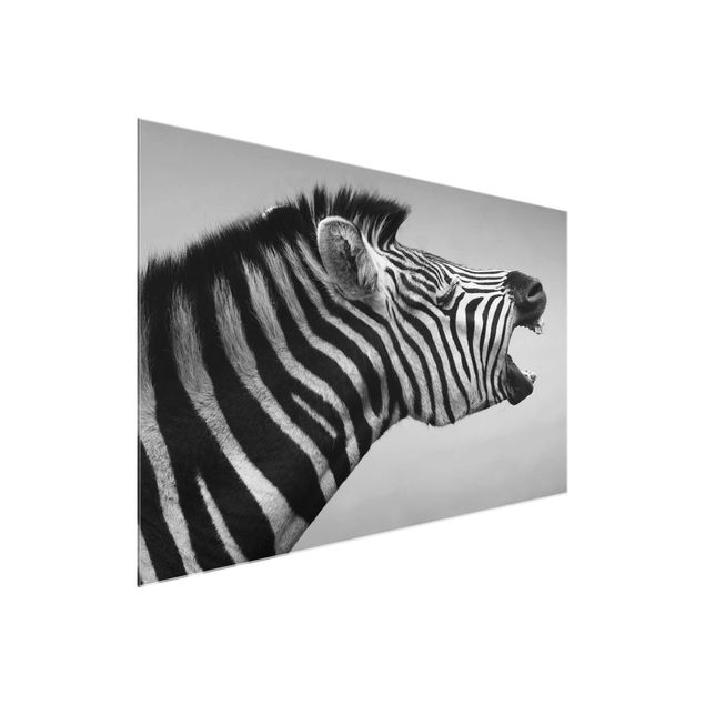 Glasbild Tiere Brüllendes Zebra II