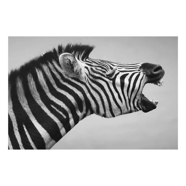Schöne Wandbilder Brüllendes Zebra II