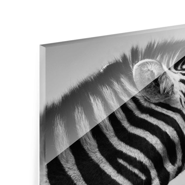 Glasbild - Brüllendes Zebra II - Quer 3:2