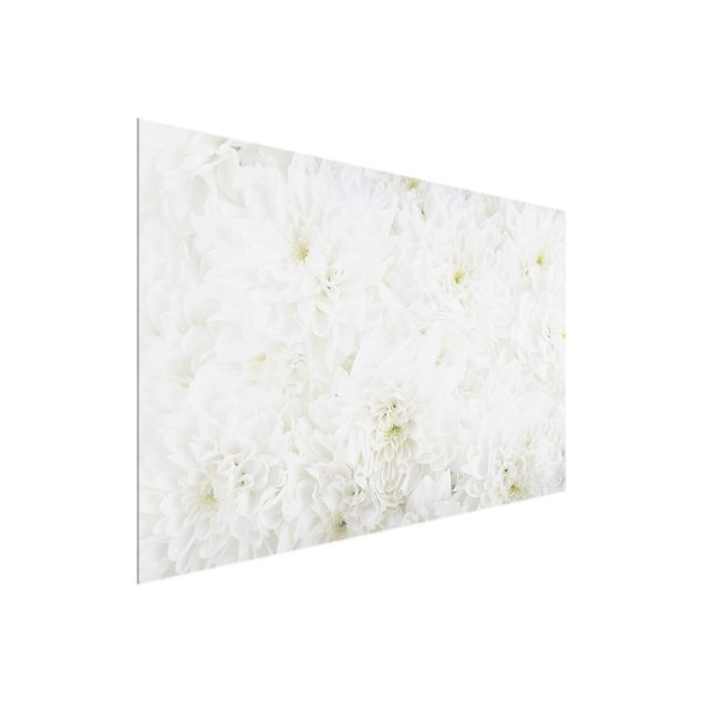 Glasbild Natur Dahlien Blumenmeer weiß