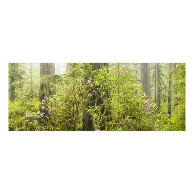 Bilder für die Wand Del Norte Coast Redwoods State Park Kalifornien