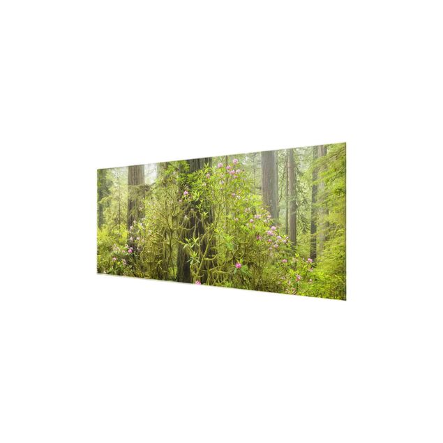 Glas Wandbilder Del Norte Coast Redwoods State Park Kalifornien