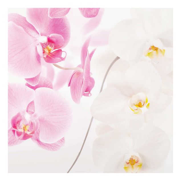 Wandbilder Delicate Orchids
