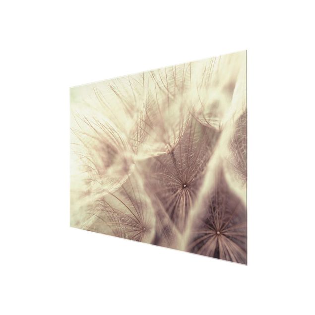 Glasbilder Detailreiche Pusteblumen Makroaufnahme mit Vintage Blur Effekt