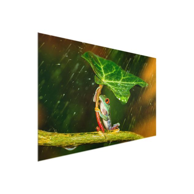 Glasbild Tiere Ein Frosch im Regen