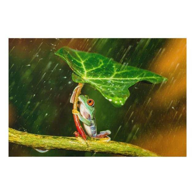Grüne Glasbilder Ein Frosch im Regen