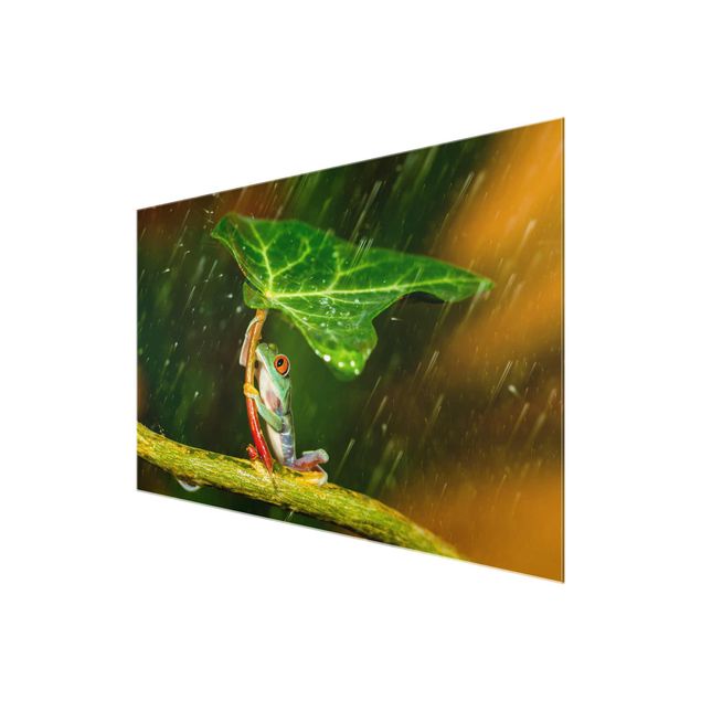 Schöne Wandbilder Ein Frosch im Regen