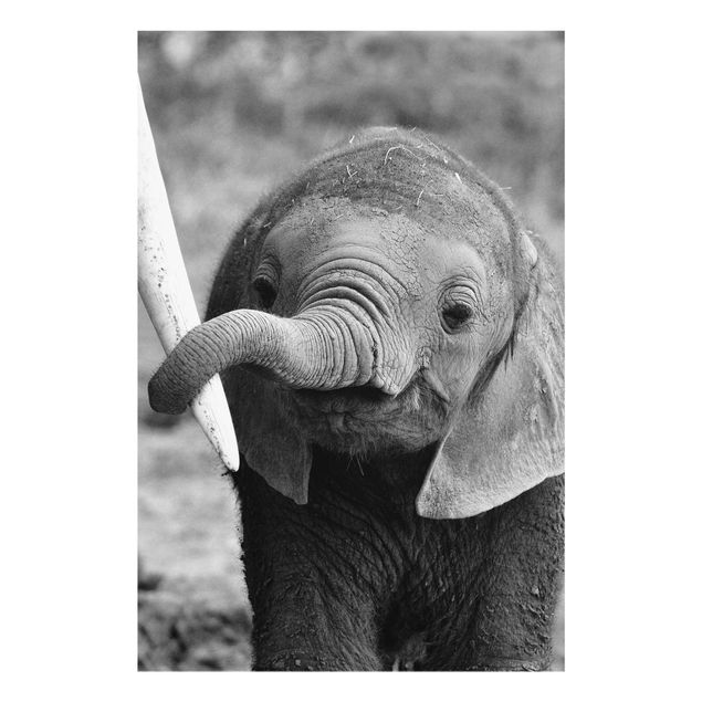 Bilder für die Wand Elefantenbaby