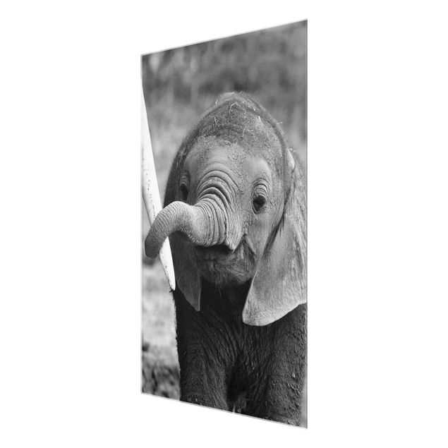 Glas Wandbilder Elefantenbaby