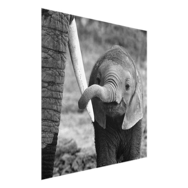 Glasbild Tiere Elefantenbaby