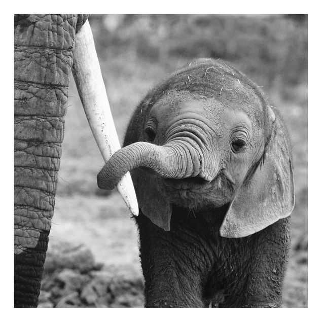 Schöne Wandbilder Elefantenbaby