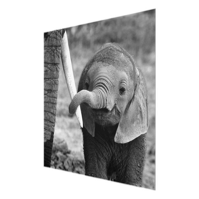 Bilder auf Glas Elefantenbaby