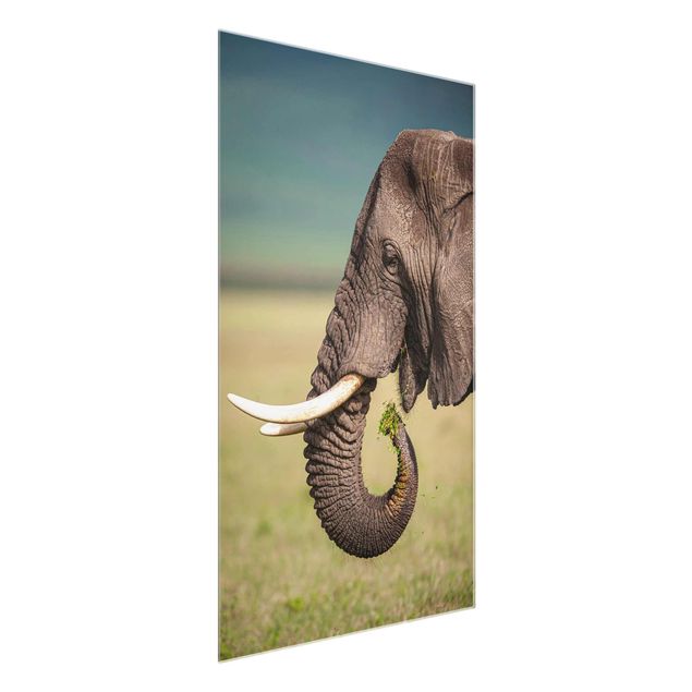 Schöne Wandbilder Elefantenfütterung Afrika