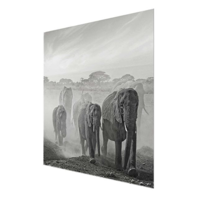Glasbilder Elefantenherde