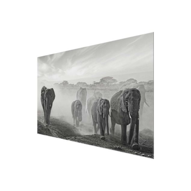 Glasbilder Elefantenherde