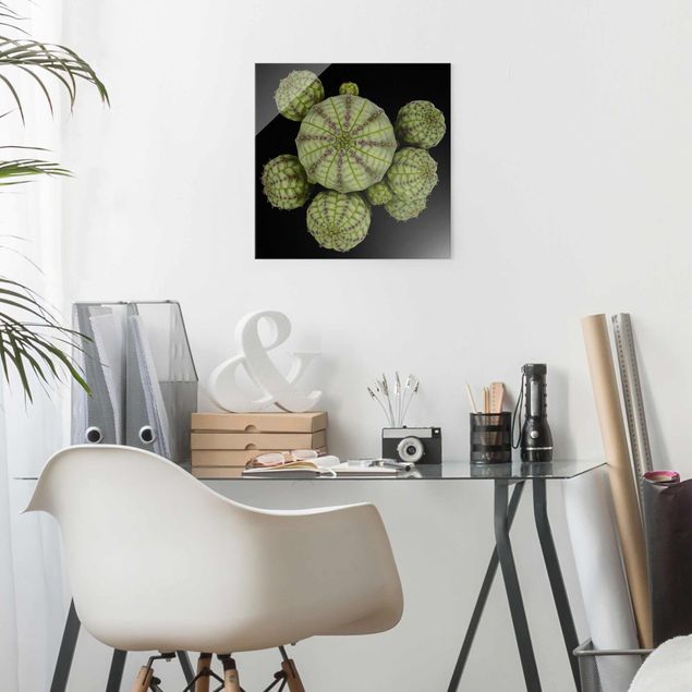 Glasbild Blumen Euphorbia - Seeigelwolfsmilch