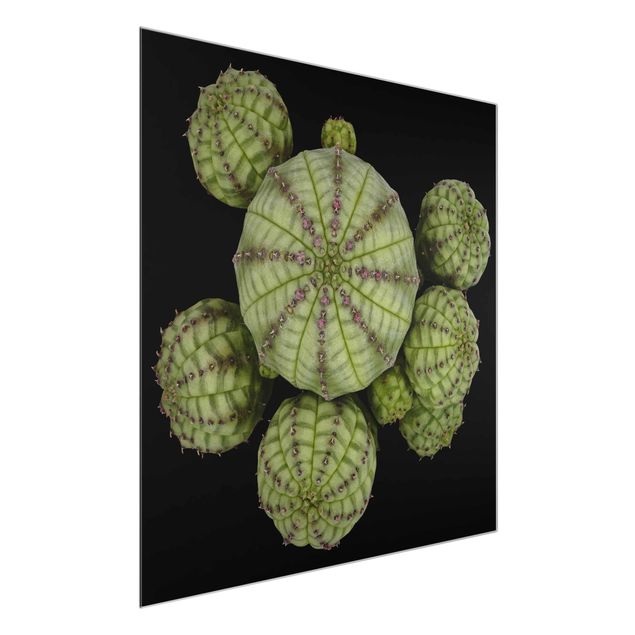 Glasbilder Natur Euphorbia - Seeigelwolfsmilch