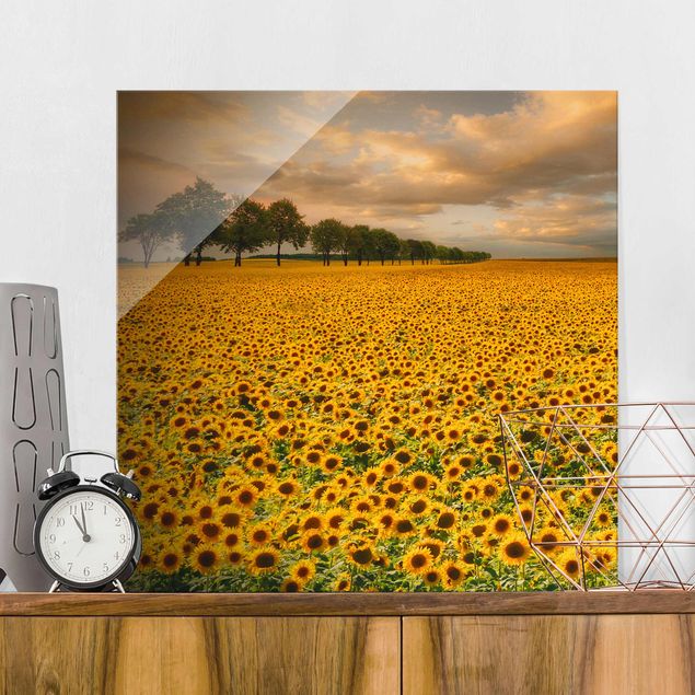 Wandbilder Glas XXL Feld mit Sonnenblumen