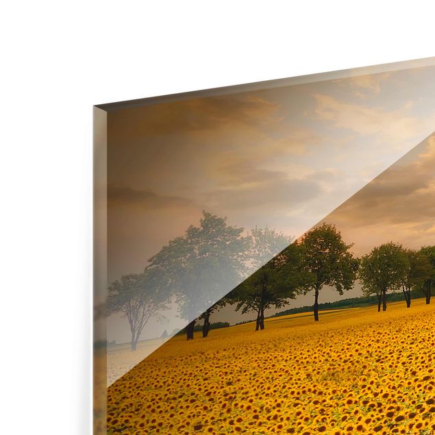 Glasbild - Feld mit Sonnenblumen - Quadrat 1:1