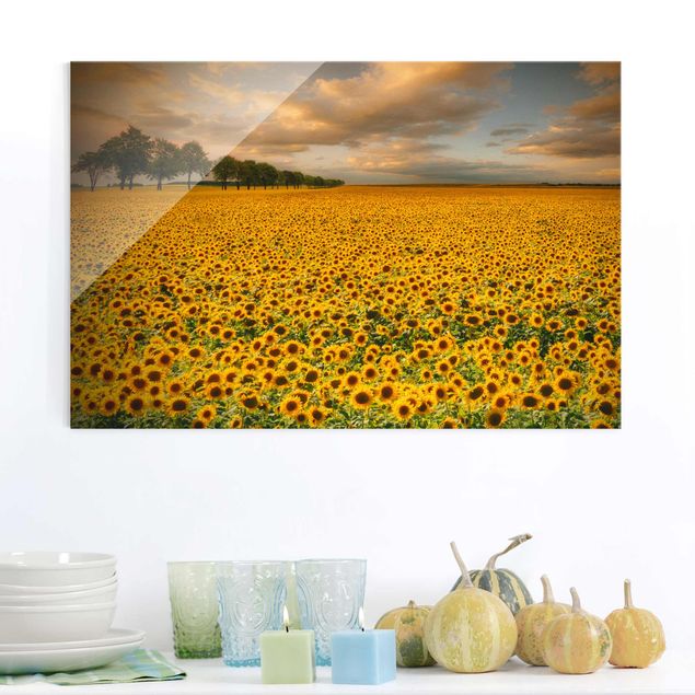Glasbilder XXL Feld mit Sonnenblumen