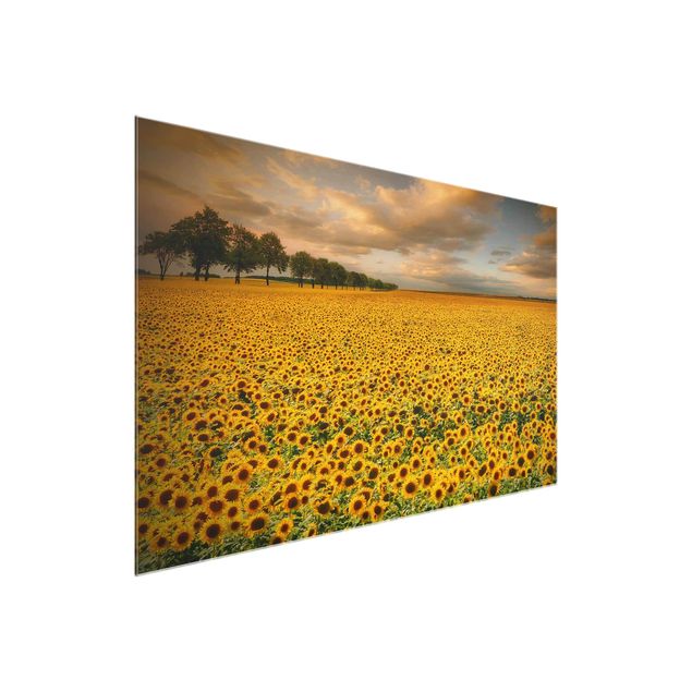 Wandbilder Feld mit Sonnenblumen