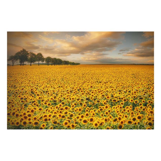 Glasbilder Feld mit Sonnenblumen