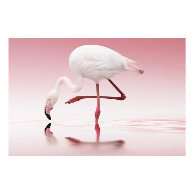 Glas Wandbilder Flamingo Dance