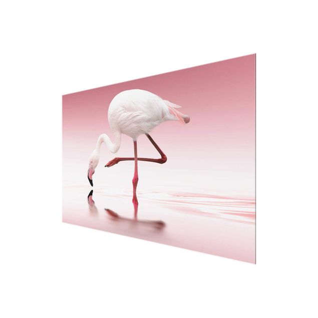 Glasbild - Flamingo Dance - Quer 3:2