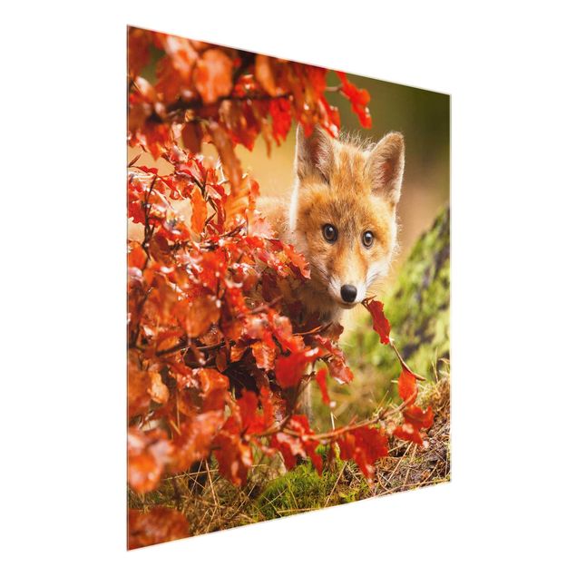 Glasbild Landschaften Fuchs im Herbst