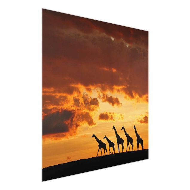Glasbilder Landschaften Fünf Giraffen