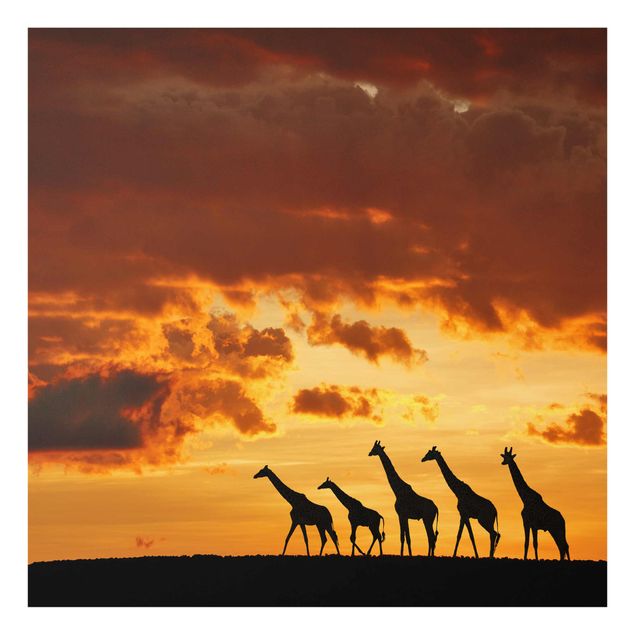 Wandbilder Fünf Giraffen