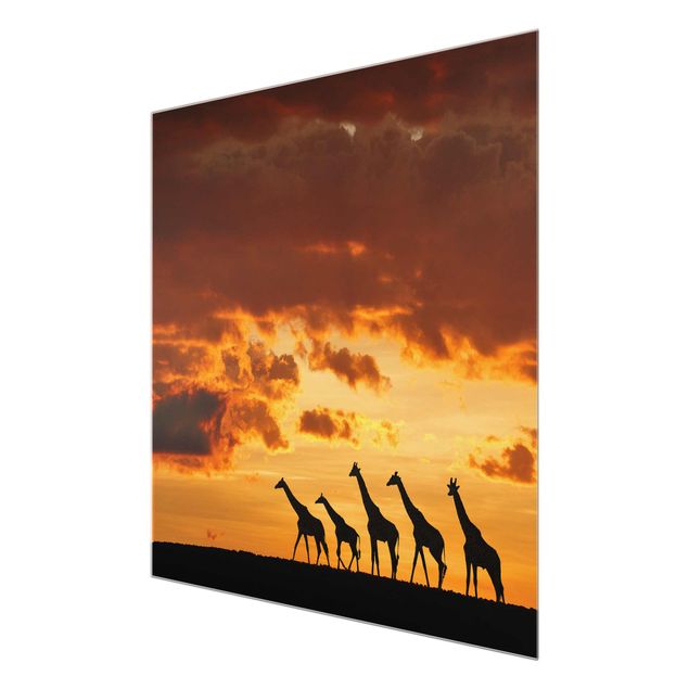 Glasbilder Fünf Giraffen
