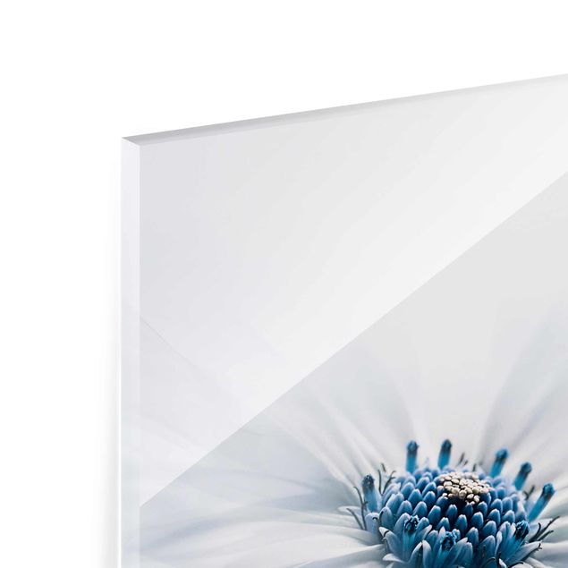 Glasbild - Gänseblümchen in Blau - Quadrat 1:1