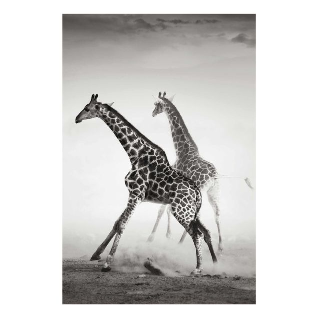 Wandbilder Giraffenjagd